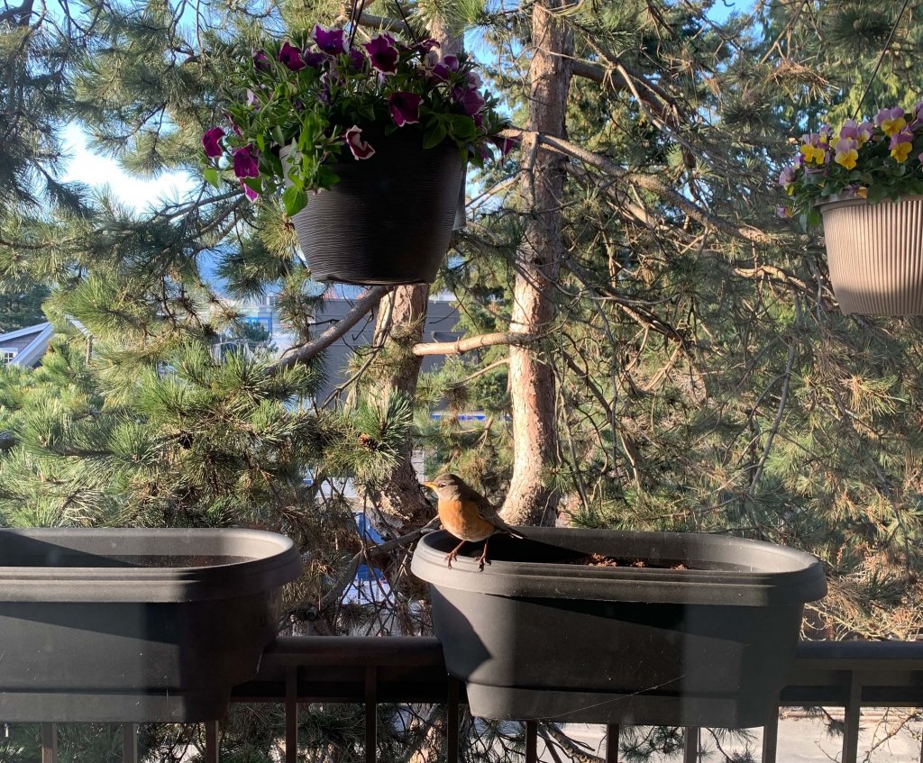 A male robin sat on a balcony plant box. A coniferous tree is in the background. The robin is about to fly into the window in front of it. For the millionth time today because he is an idiot.