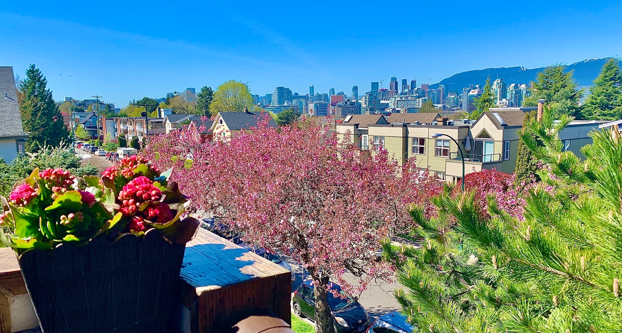 The Vancouver, BC downtown skyline with the North Shore mountains in the background and a brilliant blue sky. In the foreground is a newly blossoming cherry blossom tree.